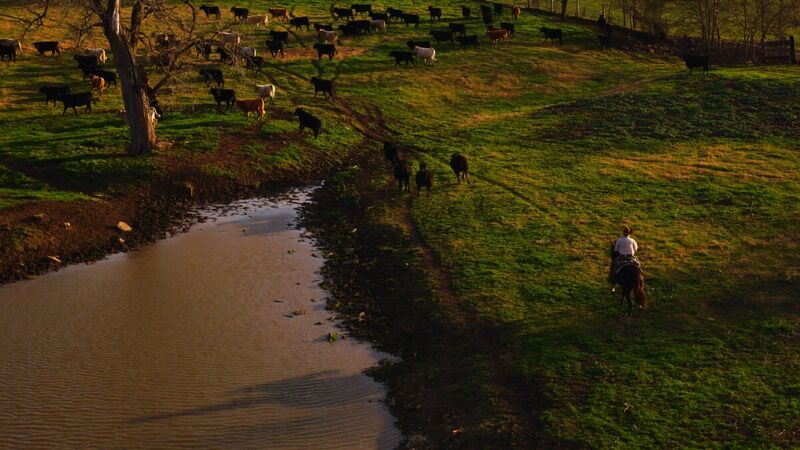 Rider on horseback pushing cattle across a Texas pasture, aerial still